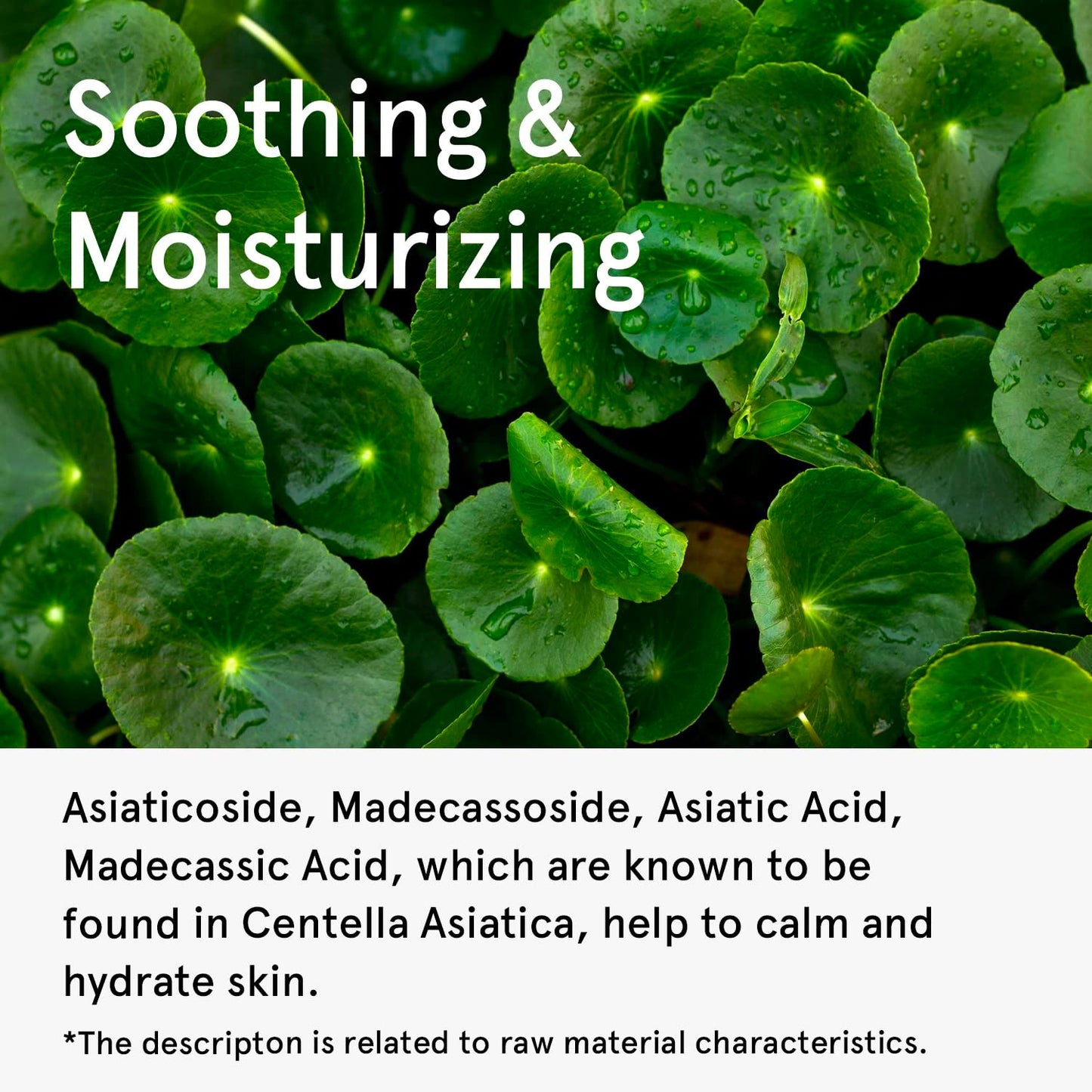 One Thing Centella Asiatica Serum