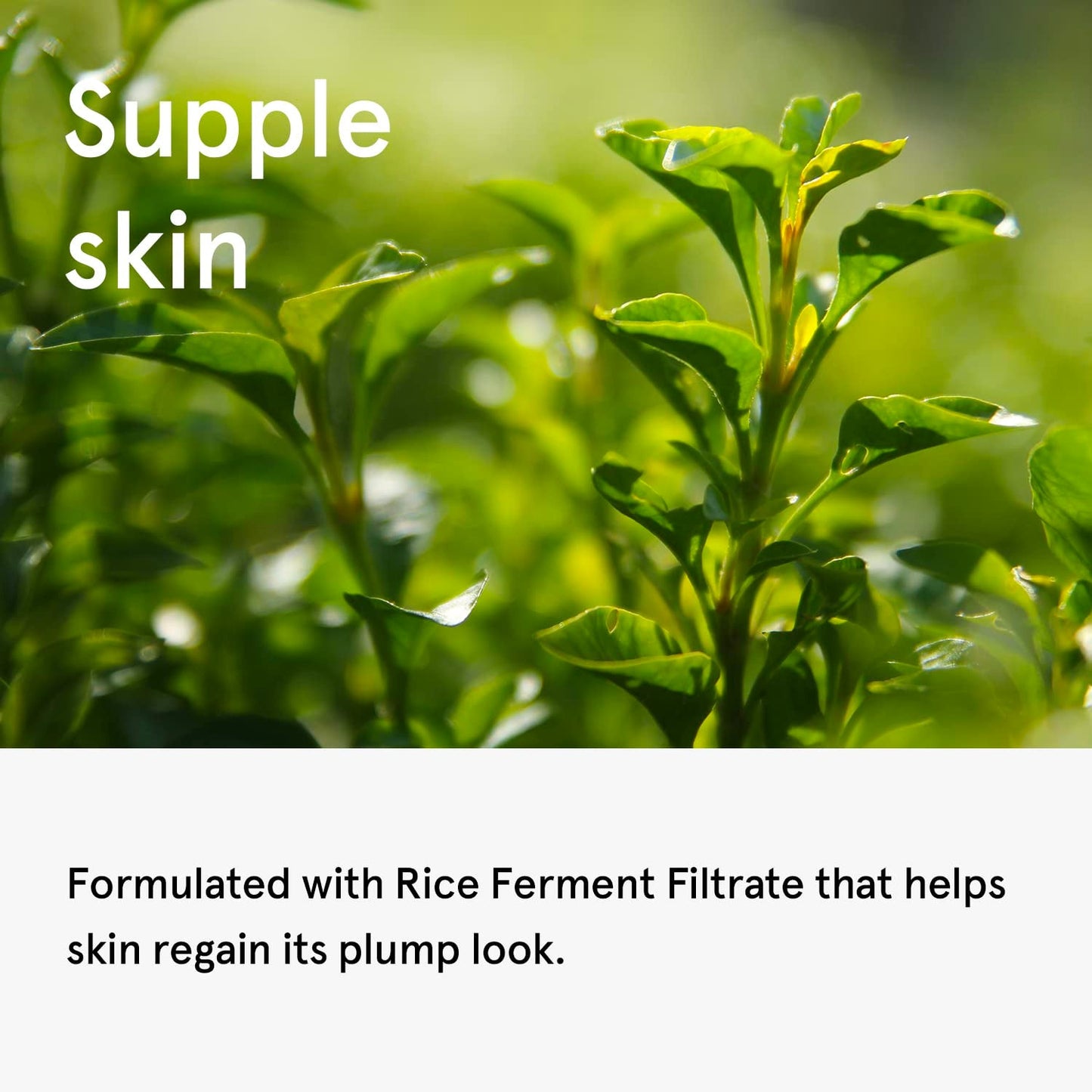 One Thing Green Tea Serum