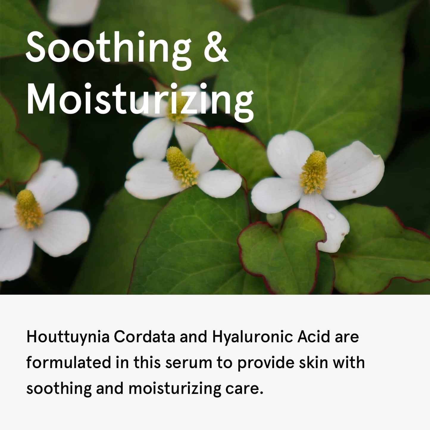 One Thing Houttuynia Cordata Serum